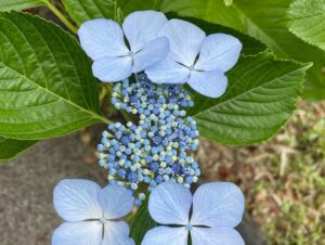 額紫陽花1