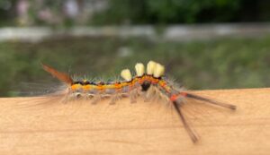 ヒメシロモンドクガの幼虫