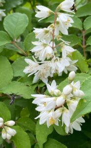 ウツギ＆ウツギヒメハナバチ