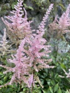 山懐のアスチルベ