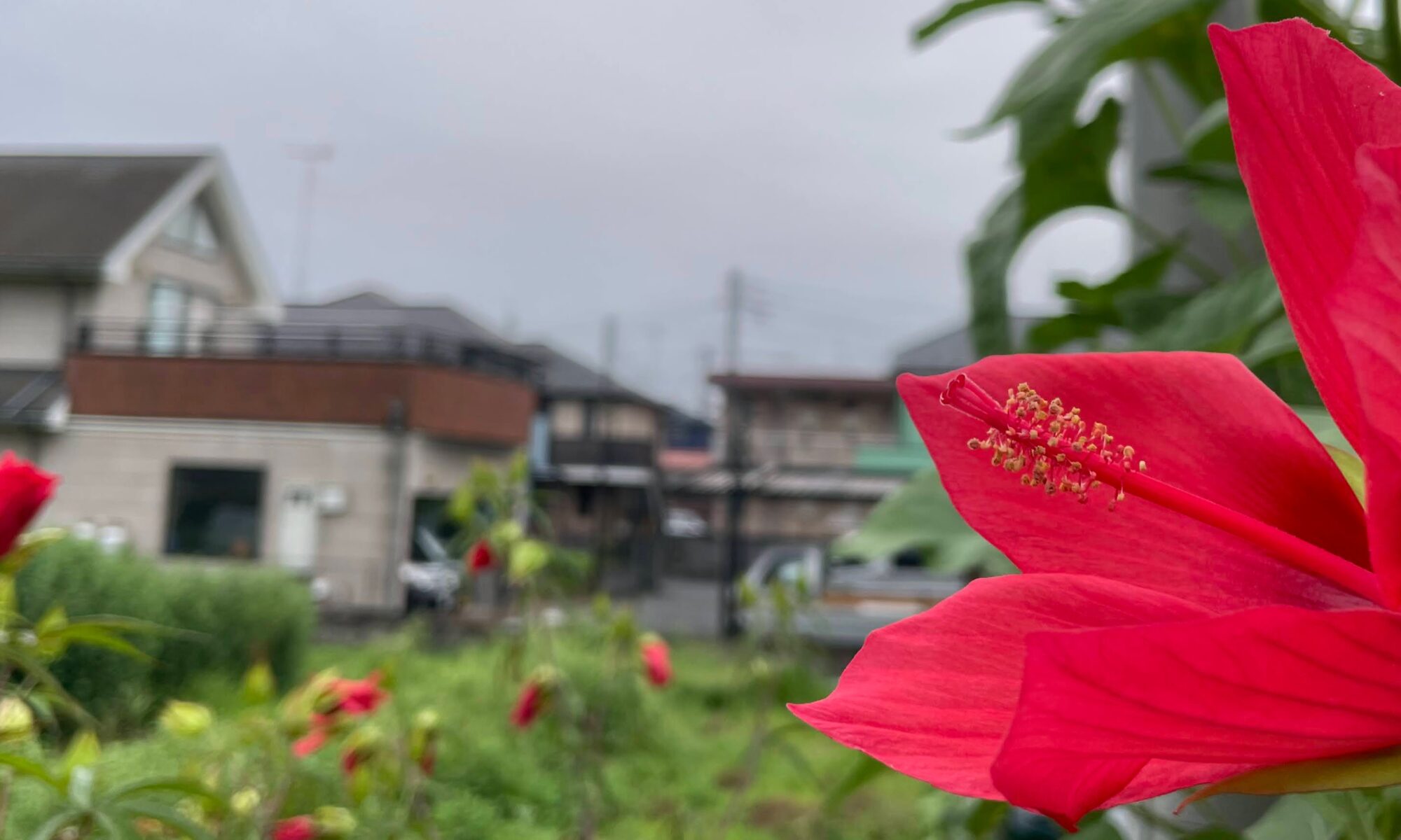 中野町を見守る紅葉葵