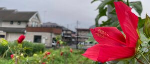 中野町を見守る紅葉葵