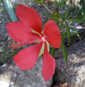 北原さん宅で微笑む紅葉葵