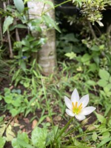 庭にひっそりタマスダレ