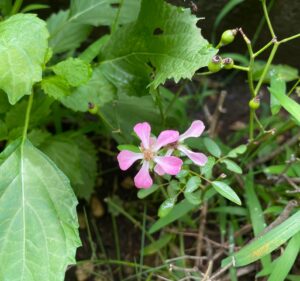 シソの葉陰で一重のミニバラ