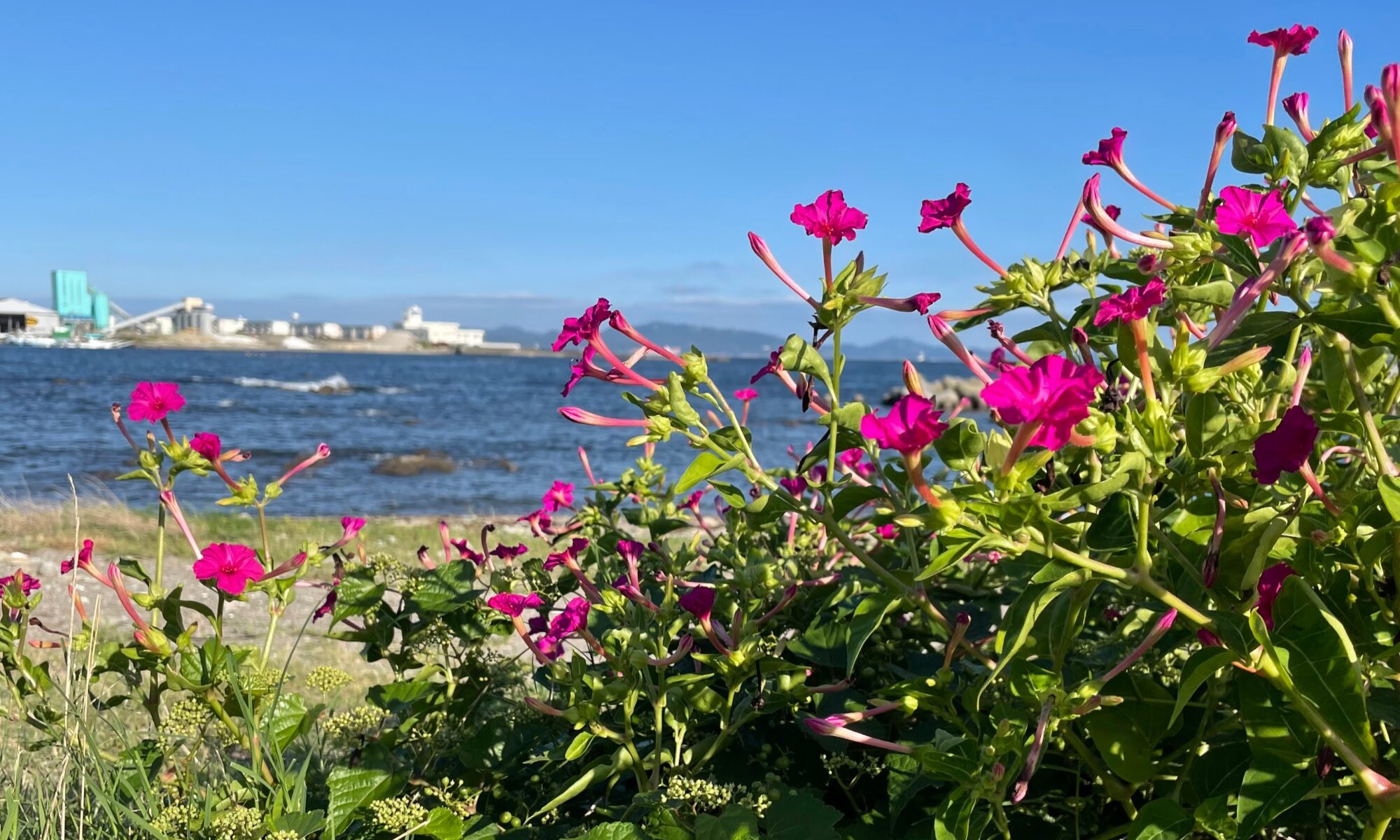 海辺に咲くオシロイバナ(浦賀)