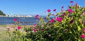 海辺に咲くオシロイバナ(浦賀)