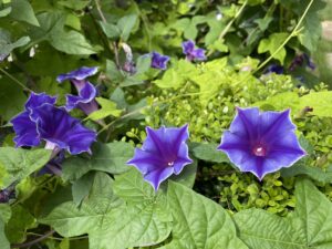 コントラスト爽やかなアサガオ