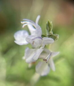 ローズマリーの花