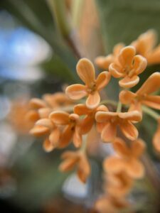 今が盛りのキンモクセイ