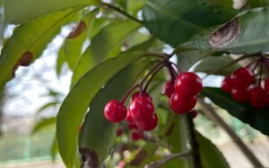 寒中艶やかにマンリョウの実