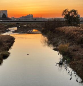 日の出を待つ鷺たち
