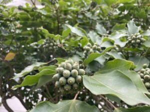 カクレミノの実