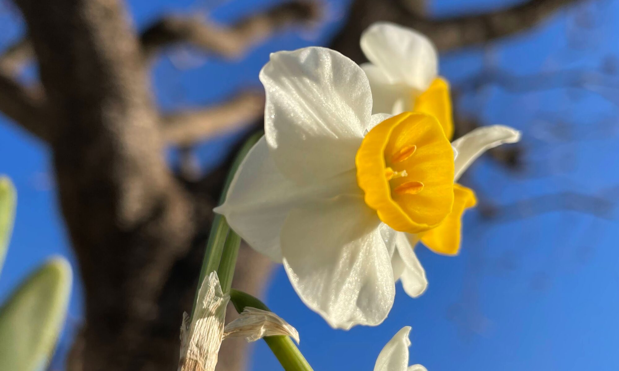 青空にキリリとフサズイセン