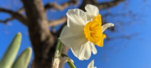 青空にキリリとフサズイセン