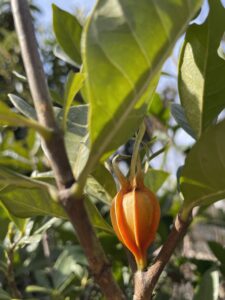 個性豊かなクチナシの実