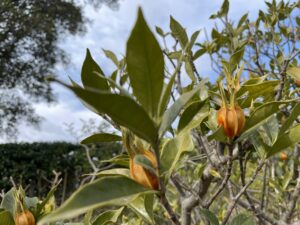 初夏に優雅な香りを放ったクチナシの実
