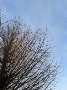 天を衝く公孫樹の裸木