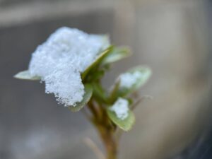 初雪ささやかに