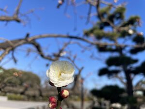寒晴れに咲く白梅一輪