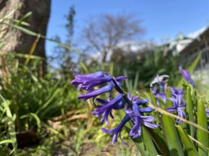 地植えのヒアシンス