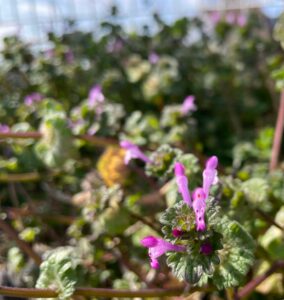 春を待ちわびホトケノザ