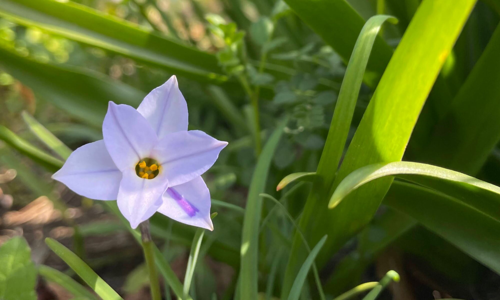 春の訪れとともに・・ハナニラ