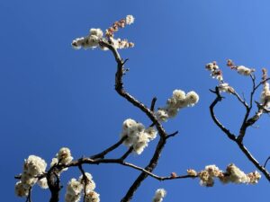青空にくっきり八重の白梅