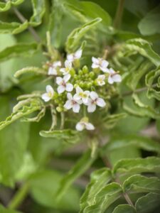 オランダ辛子・クレソン