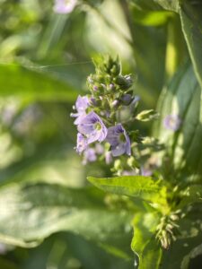 オオカワヂシャ(特定外来種)