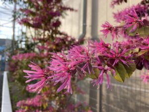 紅花トキワマンサク