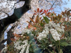 鈴なりの花・馬酔木
