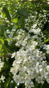 今は純白ピラカンサ