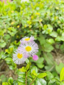 頬を染め恥ずかしそうにハルジョオン