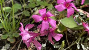 光眩しいイモカタバミ