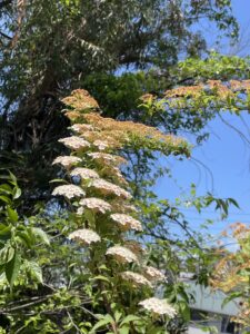 空に向かってコデマリの列