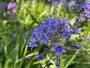 とてもあでやかオオツルボ(大蔓穂)