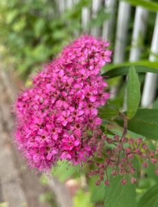 目に鮮やかなシモツケ