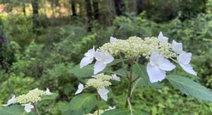 小宮公園に咲く額紫陽花
