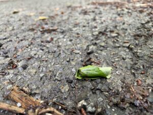 オトシブミの揺籃