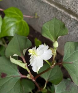 気品爆上げ・八重のドクダミ