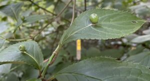 不思議な生態・ハナイカダの実
