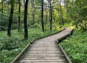 緑の息吹の中を走る木道