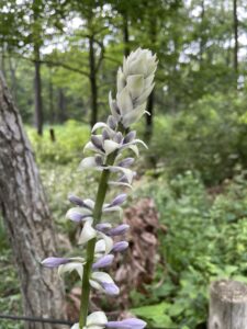 存在感あるオオバギボウシ