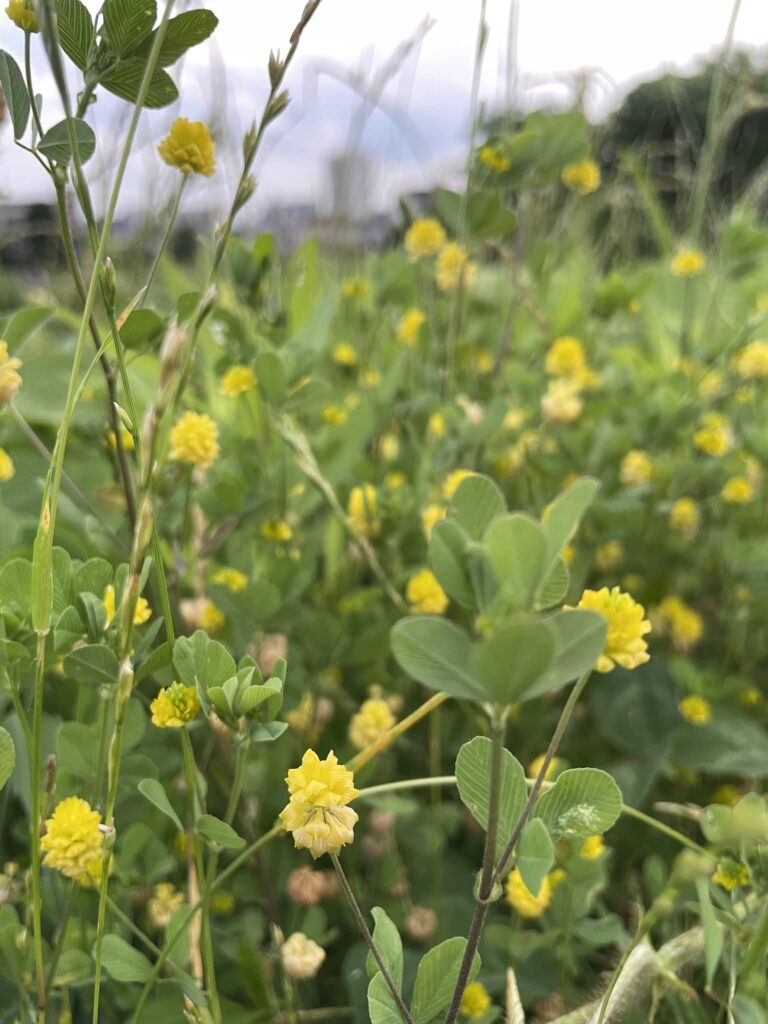 小さな妖精クスダマツメクサ