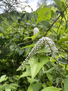 山中で見つけたオカトラノオ