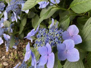 女王の如しガクアジサイ