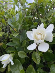 甘い香りでご挨拶 クチナシ