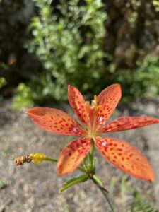 刈寄山のヒオウギ