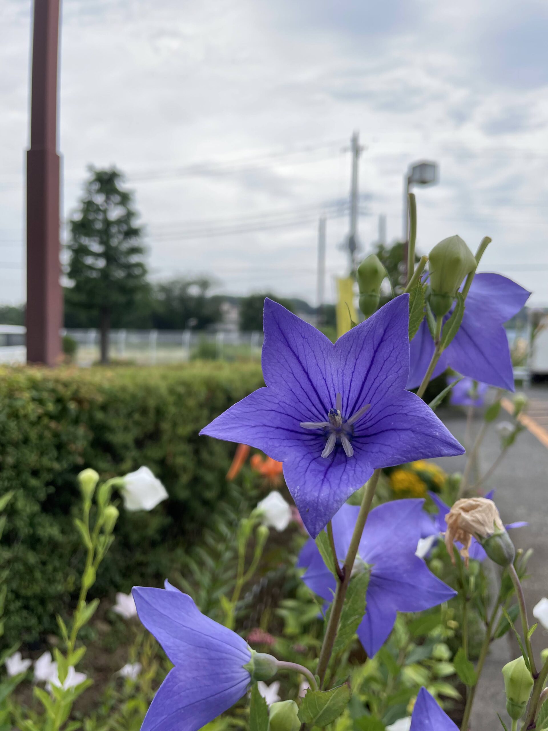 孤高の花・桔梗